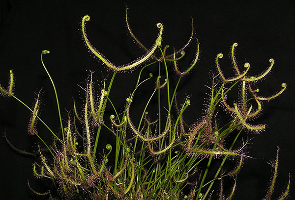 Zonnedauw Drosera binata