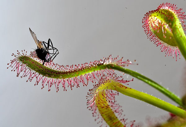 Vuela sobre hojas de drosera