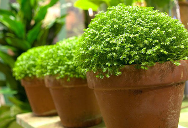 Pots Selaginella