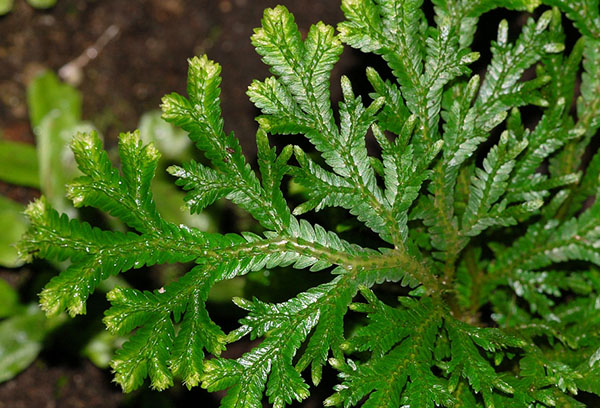 Selaginella schilferig