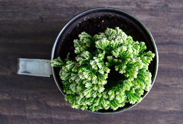 Selaginella em uma caneca de metal