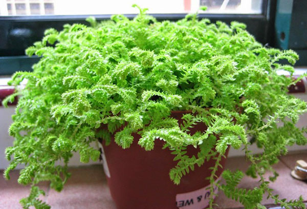 Selaginella Overgrown