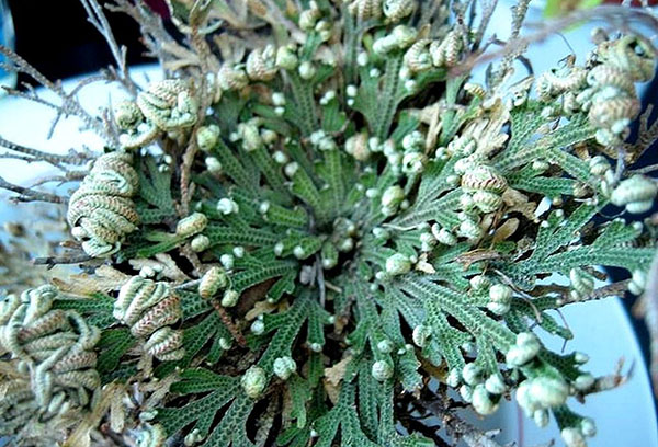 Selaginella sèche