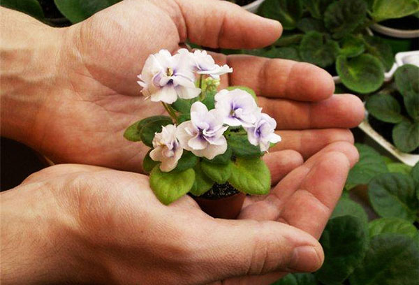 Petite Saintpaulia en fleurs