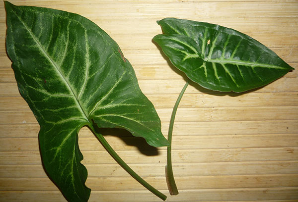 Boutures de feuilles de syngonium