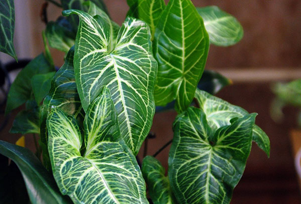 Syngonium dans l'appartement