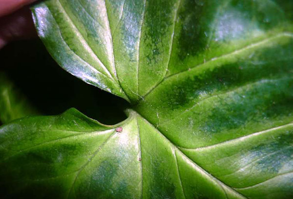 Daun Syngonium