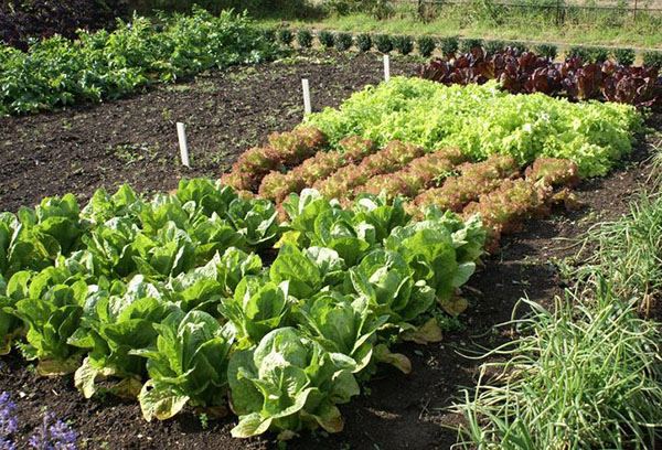 Zahrady se zelím a salátem