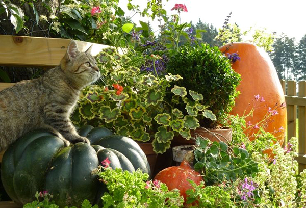 Cat and autumn harvest
