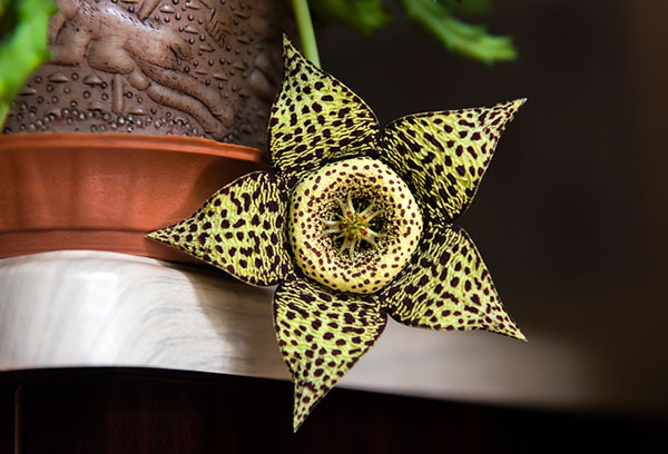 Bloeiende Stapelia-bloem