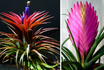 Two types of tillandsia