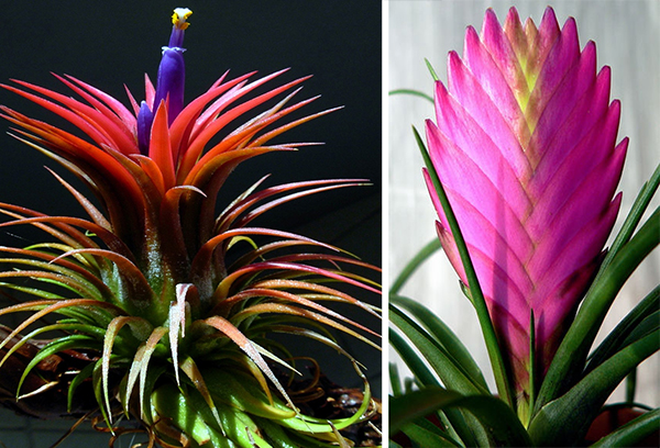 Kétféle tillandsia