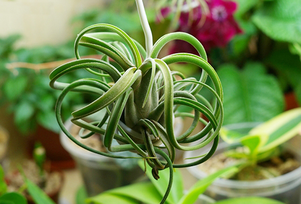 Légköri tillandsia