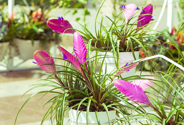 Tillandsia di kedai bunga