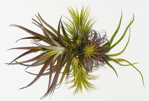 Sfeervolle tillandsia-stopcontacten