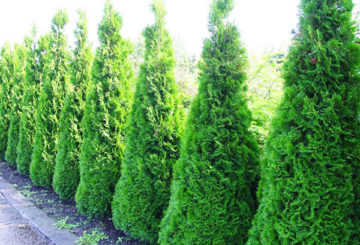 Thuja Smaragd häck