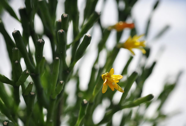 Le début de la floraison des hatiora