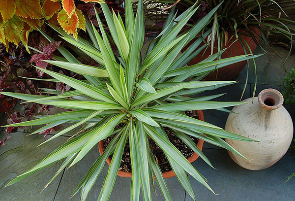 Yucca in een pot