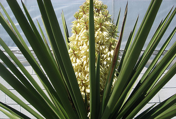 Yucca virágzik