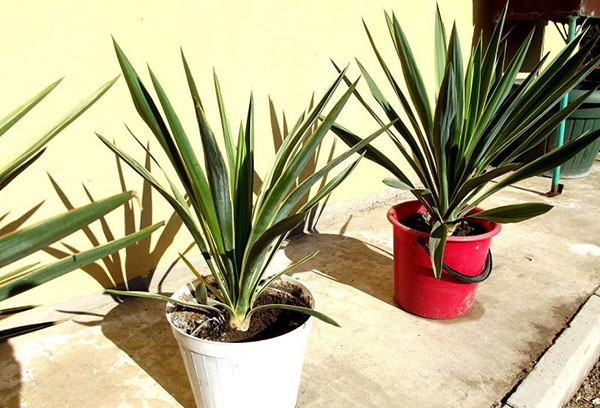 Yucca dalam baldi lama