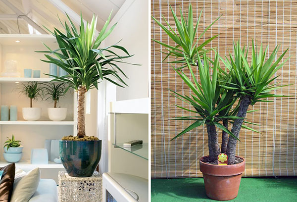 Yucca in het interieur