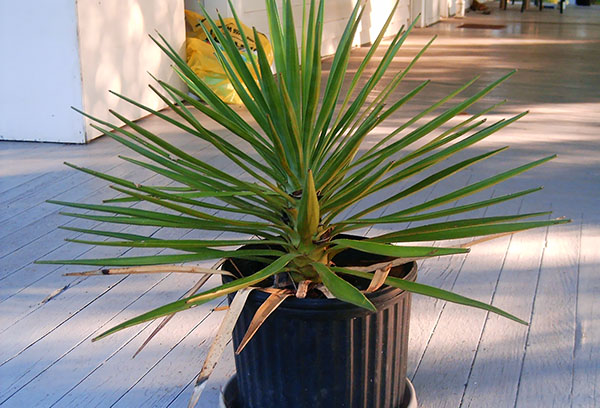 De onderste bladeren van de yucca drogen op