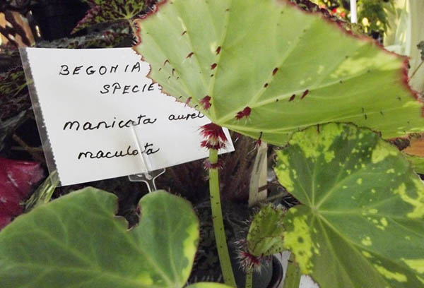 Bégonia manicata