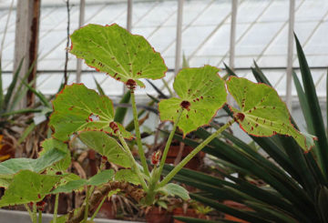 Collar begonia in a greenhouse