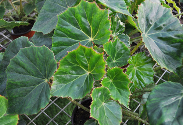 Kolar begonia semak