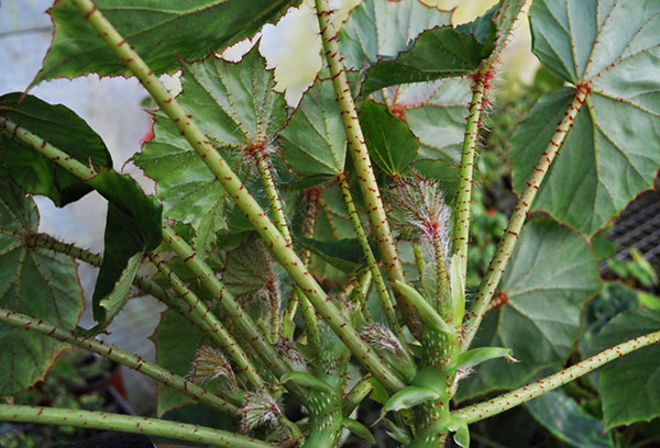 Begonia berkolar