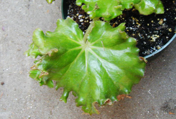 Daun begonia