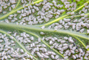 Pencerobohan Whitefly