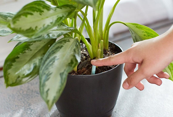 Cuidado de las plantas de interior