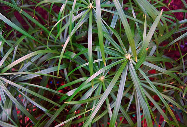 A Cyperus leveleinek hegyei kiszáradnak