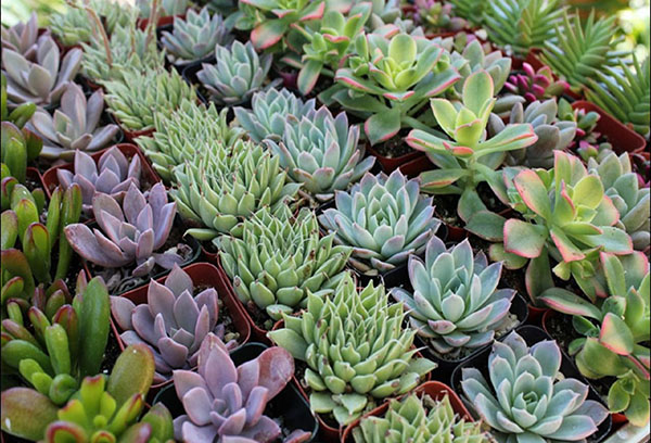 Variétés d'echeveria