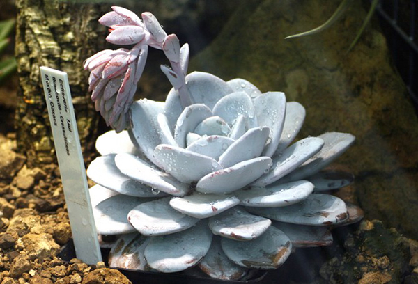 Echeveria in druppels water