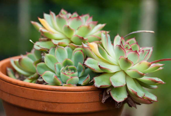 Echeveria puodas