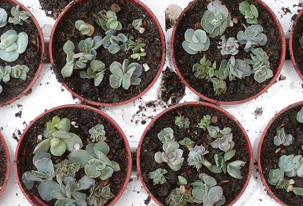 Reprodução de echeveria