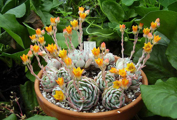 Echeveria virágzik