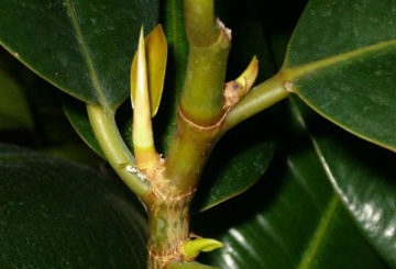 Ficus Robusta új hajtásai