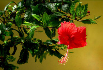 Chinese hibiscus bloeit