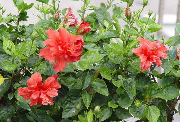 Buisson d'hibiscus chinois