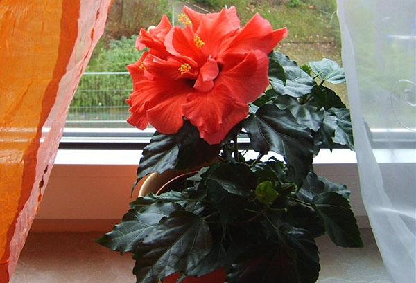 Bloeiende Chinese hibiscus op de vensterbank