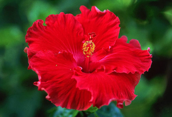 Flor de hibisco chino