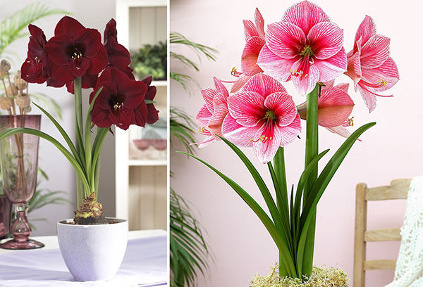 Különböző fajták a hippeastrum