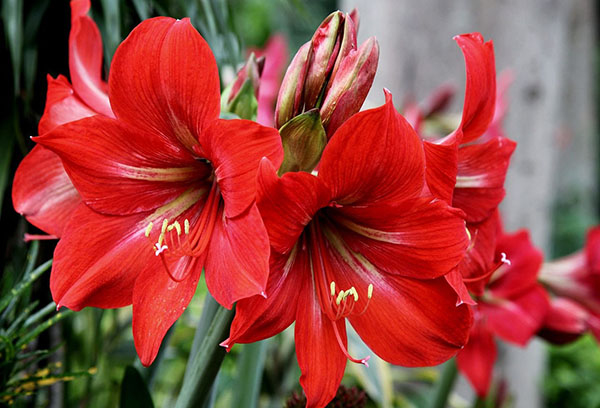 Virágzó hippeastrum