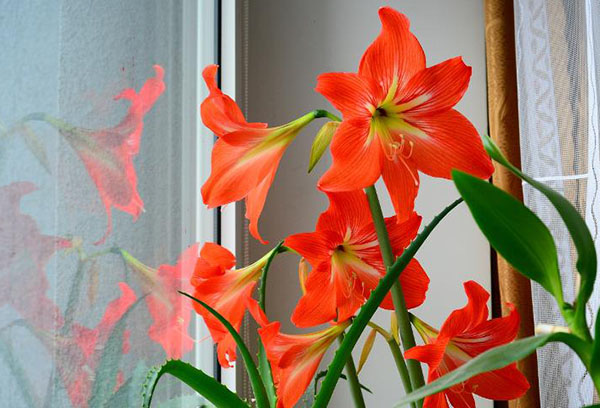 Hippeastrum di ambang tingkap