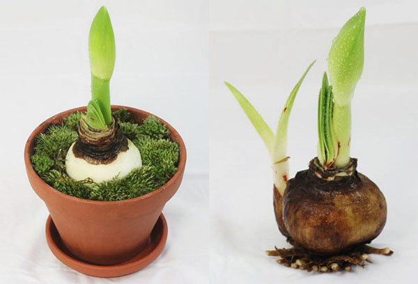 Reproduction de l'hippeastrum