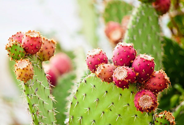 Opuntia après la floraison