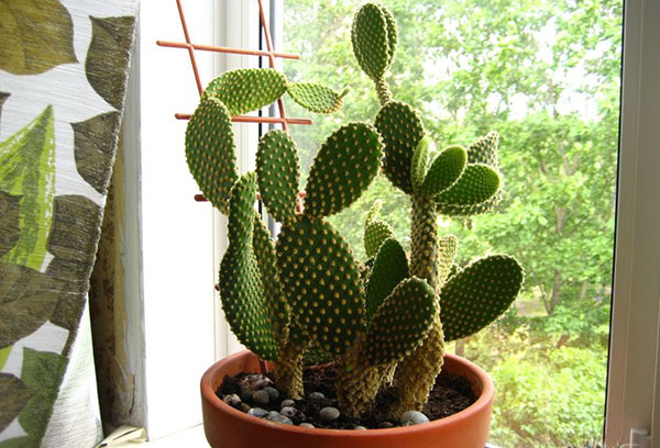 Opuntia op de vensterbank